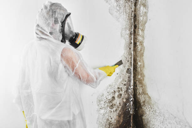 Trusted Kenmore, NY Mold Removal Experts