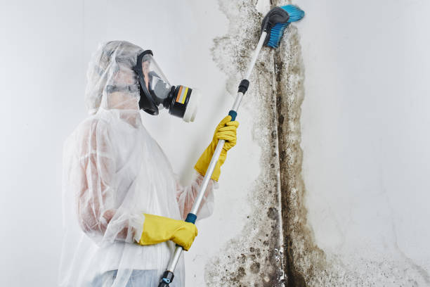 Best Residential Mold Removal  in Kenmore, NY