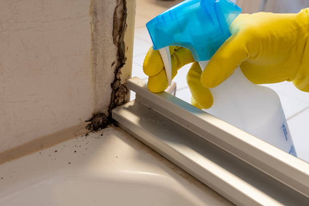 Certified Mold Removal in Kenmore, NY