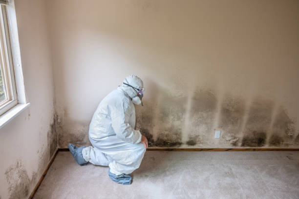 Best Certified Mold Removal  in Kenmore, NY