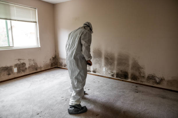 Best Toxic Mold Removal  in Kenmore, NY